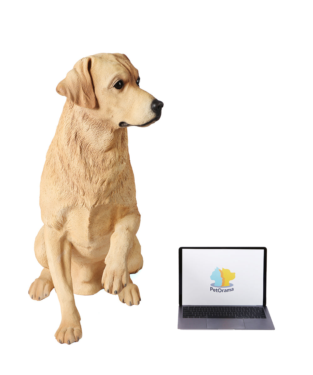 Custom Labrador Retriever Statue 1:1 next to laptop for size comparison