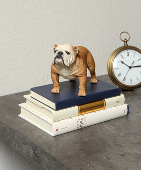 Custom English Bulldog Statue 1:4 on books