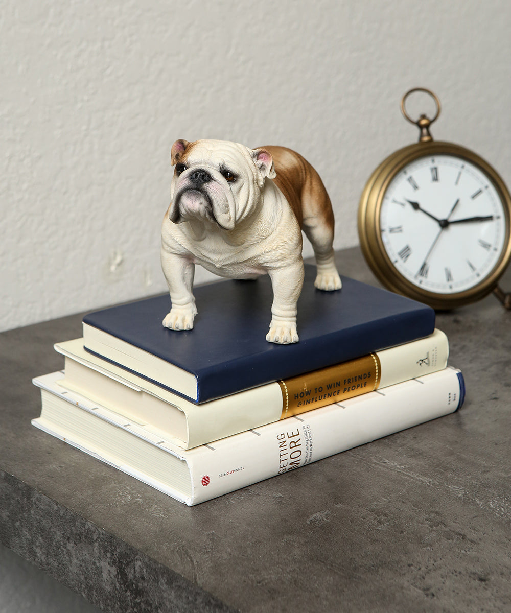 Custom English Bulldog Statue 1:4 on books