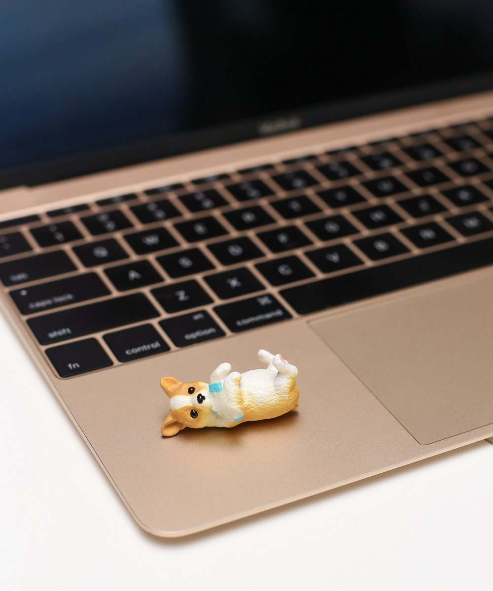 Corgi Miniature on laptop