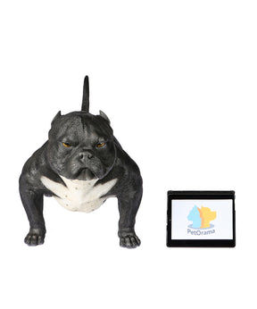 Handmade American Bully Exotic Statue 1:1 Real Size next to ipad for size comparison