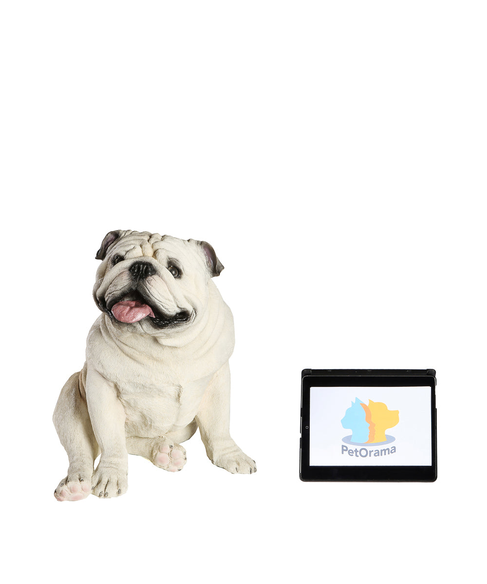 Handmade English Bulldog Statue 1:1 Real Size next to laptop for size comparison